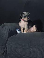 Lost Female Dog last seen Dry creek Rd and the Methodist camp, Jonesborough, TN 37604