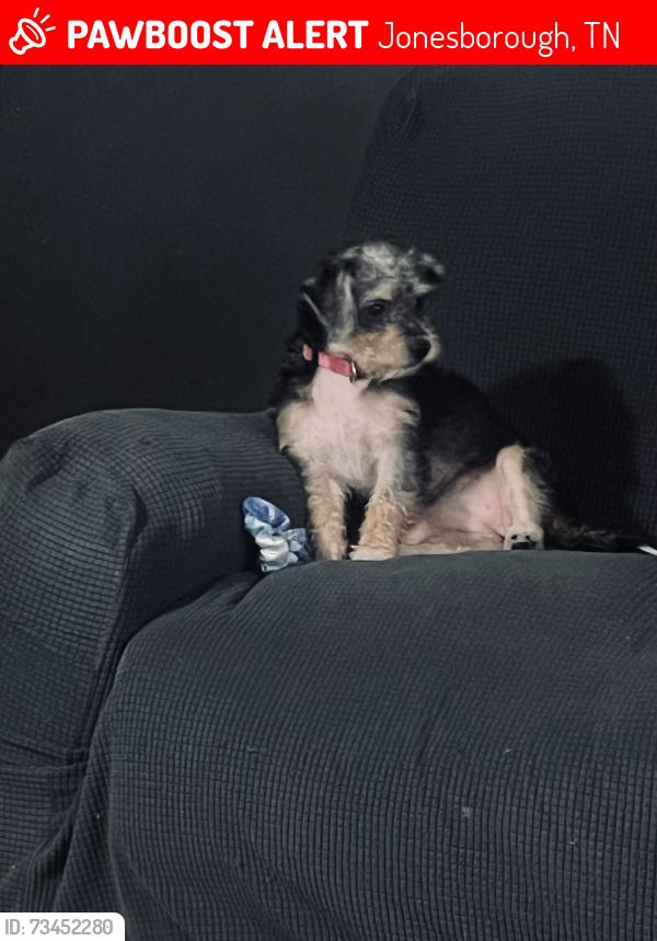 Lost Female Dog last seen Dry creek Rd and the Methodist camp, Jonesborough, TN 37604