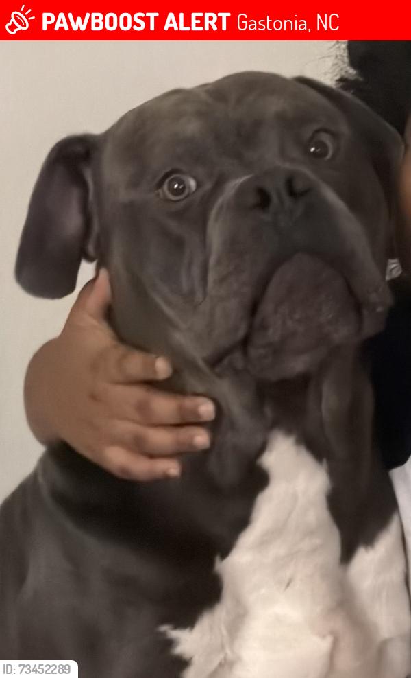 Lost Male Dog last seen Huntington Forest, Gastonia, NC 28056