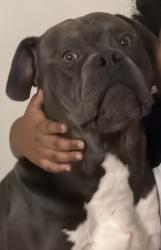 Lost Male Dog last seen Huntington Forest, Gastonia, NC 28056