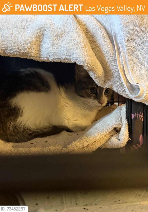Found/Stray Female Cat last seen Boulder and Tropicana, Las Vegas Valley, NV 89121