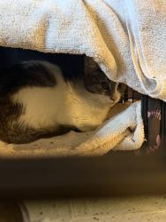 Found/Stray Female Cat last seen Boulder and Tropicana, Las Vegas Valley, NV 89121