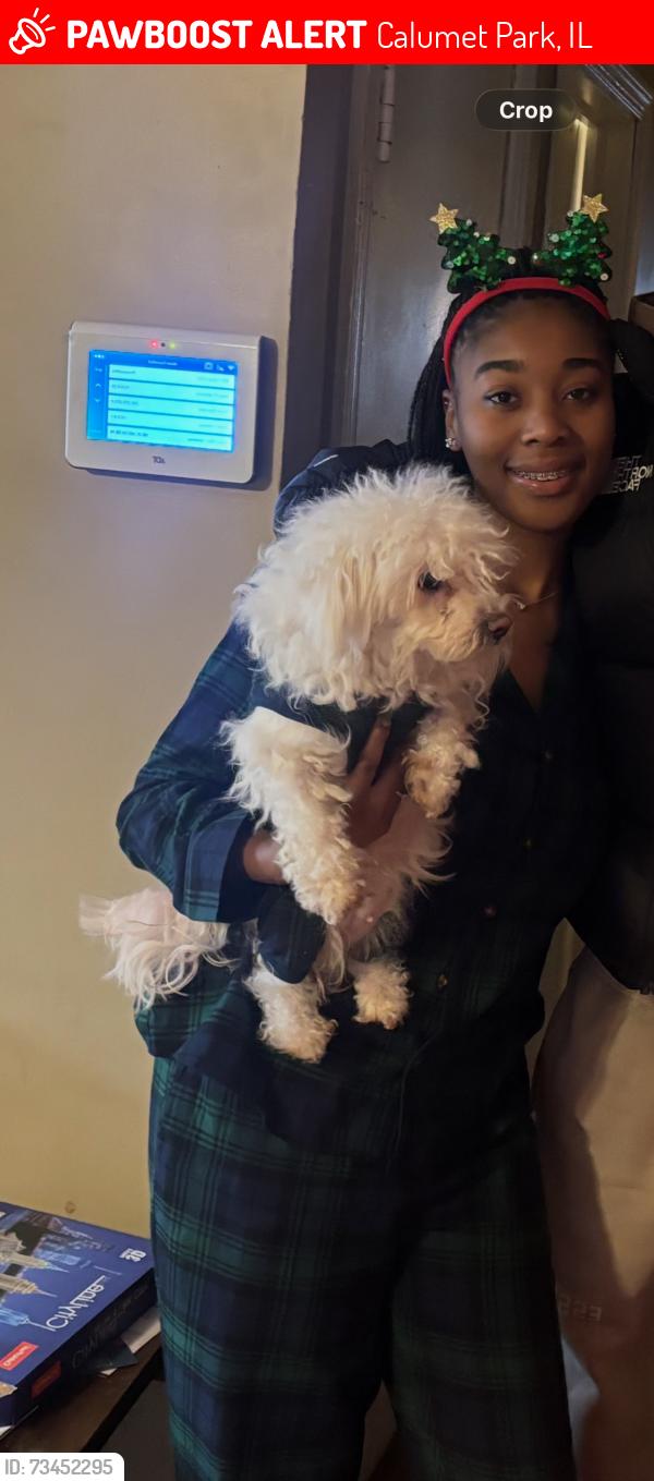 Lost Female Dog last seen 124th and Ada, Calumet Park, IL 60827
