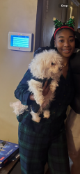 Lost Female Dog last seen 124th and Ada, Calumet Park, IL 60827