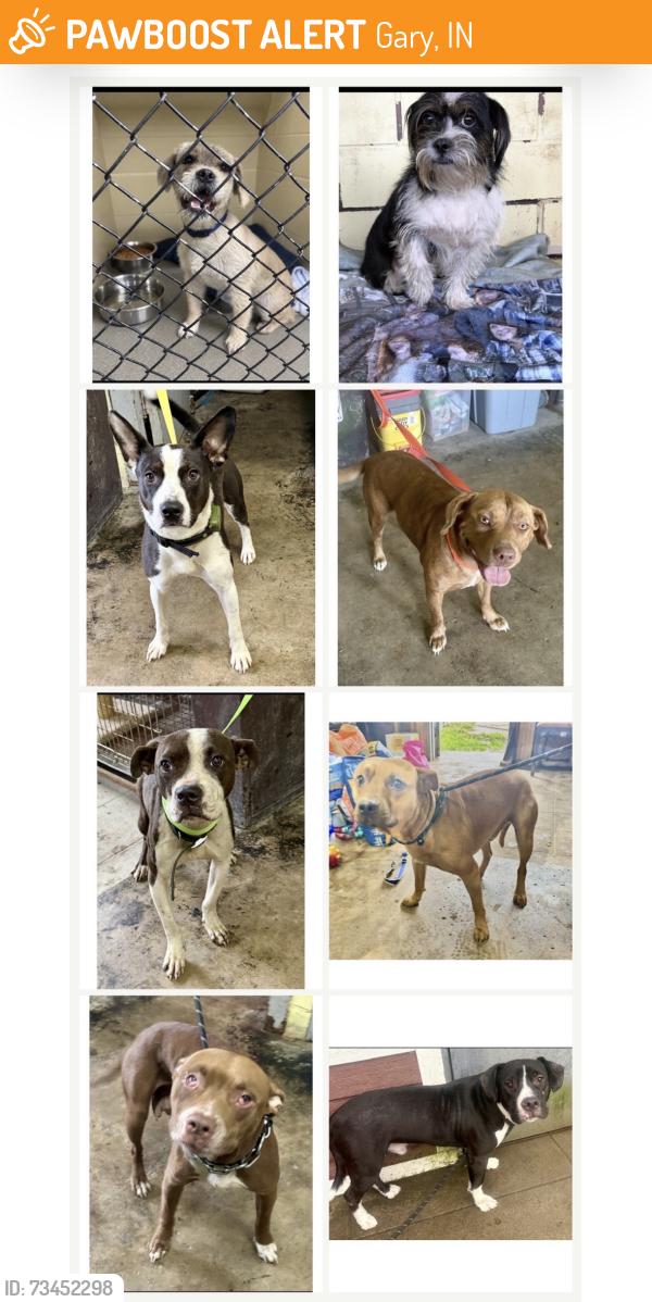 Found/Stray Unknown Dog last seen Gary Animal Control, Gary, IN 46402