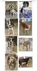 Found/Stray Unknown Dog last seen Gary Animal Control, Gary, IN 46402