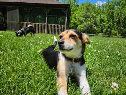 Reunited Female Dog last seen Susquahana, Fort Washington, PA 19034