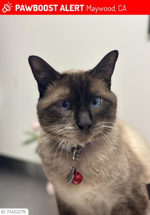 Lost Male Cat last seen Near Atlantic Blvd Maywood, CA 90270 United States, Maywood, CA 90270