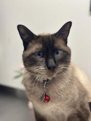 Lost Male Cat last seen Near Atlantic Blvd Maywood, CA 90270 United States, Maywood, CA 90270