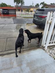 Found/Stray Unknown Dog last seen Near ct, Hialeah, FL 33010