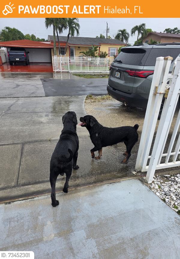 Found/Stray Unknown Dog last seen Near ct, Hialeah, FL 33010
