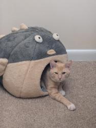 Lost Male Cat last seen Red Lion and Bustleton, Philadelphia, PA 19116