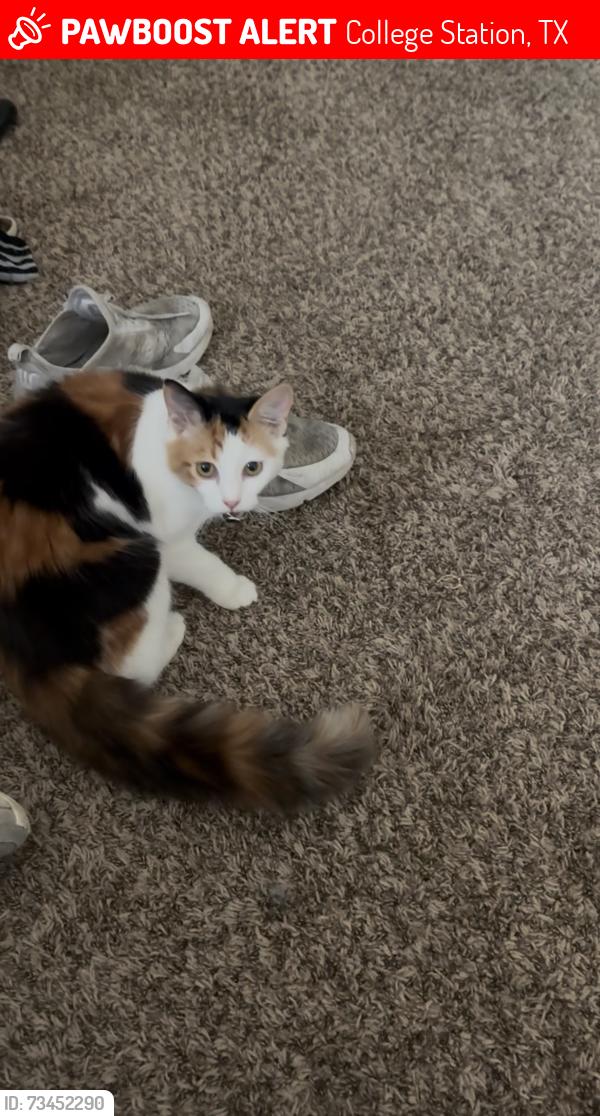 Lost Female Cat last seen Bentwood, College Station, TX 77845