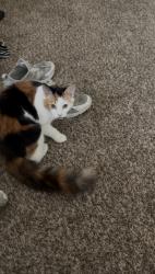 Lost Female Cat last seen Bentwood, College Station, TX 77845