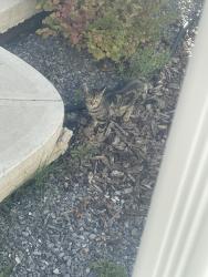 Found/Stray Unknown Cat last seen Crystallina, Edmonton, AB T5Z 0V7