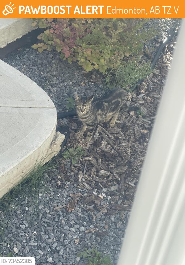 Found/Stray Unknown Cat last seen Crystallina, Edmonton, AB T5Z 0V7