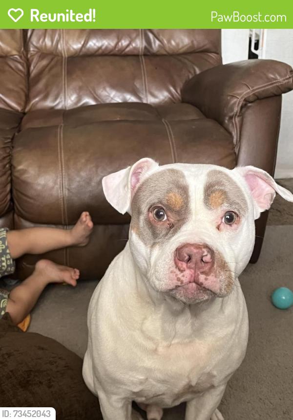 Reunited Male Dog last seen Lake Helen Osteen Road and haulover blvd, Deltona, FL 32738