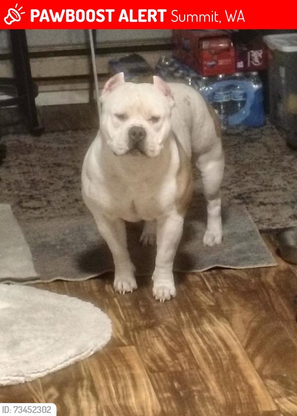 Lost Male Dog last seen 96th and canyon he was last seen in the blue meats parking lot at 700 pm, Summit, WA 98371
