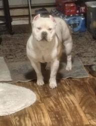 Lost Male Dog last seen 96th and canyon he was last seen in the blue meats parking lot at 700 pm, Summit, WA 98371