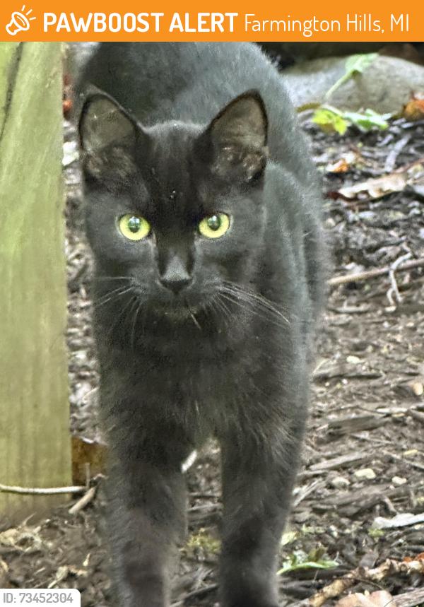 Found/Stray Unknown Cat last seen Halsted been 8 & 9 mile, Farmington Hills, MI 48335