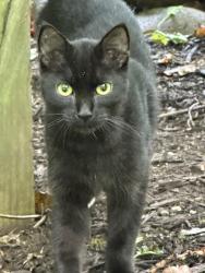 Found/Stray Unknown Cat last seen Halsted been 8 & 9 mile, Farmington Hills, MI 48335