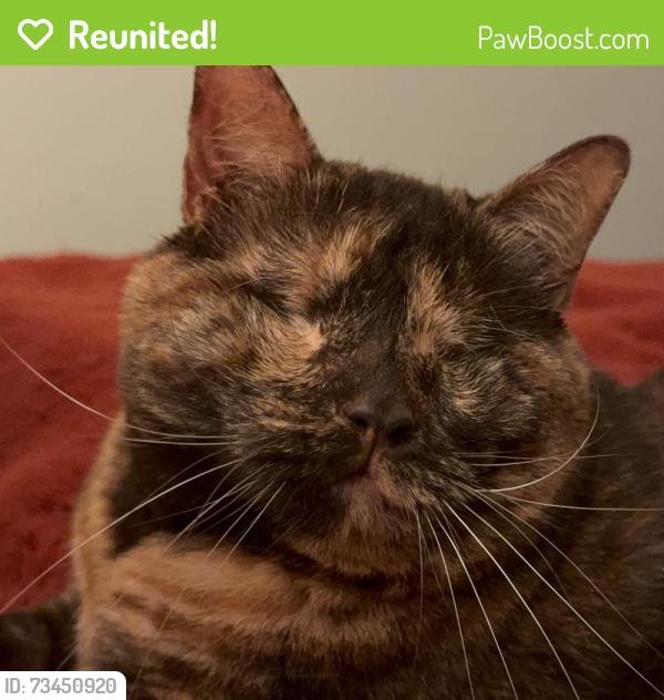Reunited Female Cat last seen Wallis Street near Blair High School, Pasadena, CA 91106