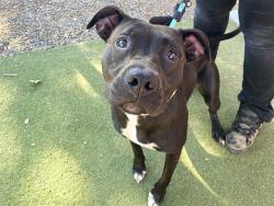 Shelter Stray Female Dog last seen AUSTIN RANCH DR AND IDA LN, 2500 S 27th Ave, Phoenix, AZ 85009, USA