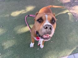 Shelter Stray Female Dog last seen N 7TH ST AND E CATALINA DR, 2500 S 27th Ave, Phoenix, AZ 85009, USA