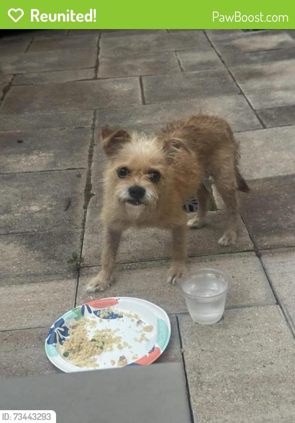Reunited Male Dog last seen Sabine and Shearn, Houston, TX 77007