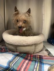 Shelter Stray Male Dog last seen CHOLLA ST AND 77TH AVE, 2500 S 27th Ave, Phoenix, AZ 85009, USA
