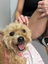 Reunited Female Dog last seen Folsom street, Mims, FL 32754
