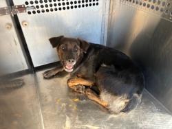 Shelter Stray Female Dog last seen GRAND AVE AND HAPPY LN, 2500 S 27th Ave, Phoenix, AZ 85009, USA