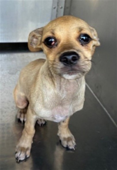 Shelter Stray Female Dog last seen S 3RD AVE AND W EUCLID AVE, 2500 S 27th Ave, Phoenix, AZ 85009, USA