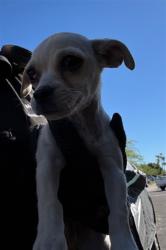 Shelter Stray Female Dog last seen S 3RD AVE AND W EUCLID AVE, 2500 S 27th Ave, Phoenix, AZ 85009, USA