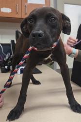 Shelter Stray Female Dog last seen MOON LAKE/ MOON LAKE, 19640 Dogpatch Ln, Land O' Lakes, FL 34638, USA