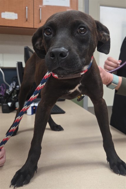 Shelter Stray Female Dog last seen MOON LAKE/ MOON LAKE, 19640 Dogpatch Ln, Land O' Lakes, FL 34638, USA