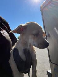 Shelter Stray Male Dog last seen S 3RD AVE AND W EUCLID AVE, 2500 S 27th Ave, Phoenix, AZ 85009, USA