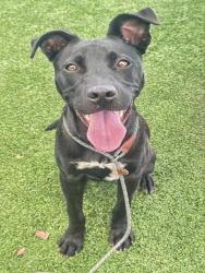 Shelter Stray Male Dog last seen Near BLK 10TH ST,BAKERSFIELD,CA, 201 S Mt Vernon Ave, Bakersfield, CA 93307, USA
