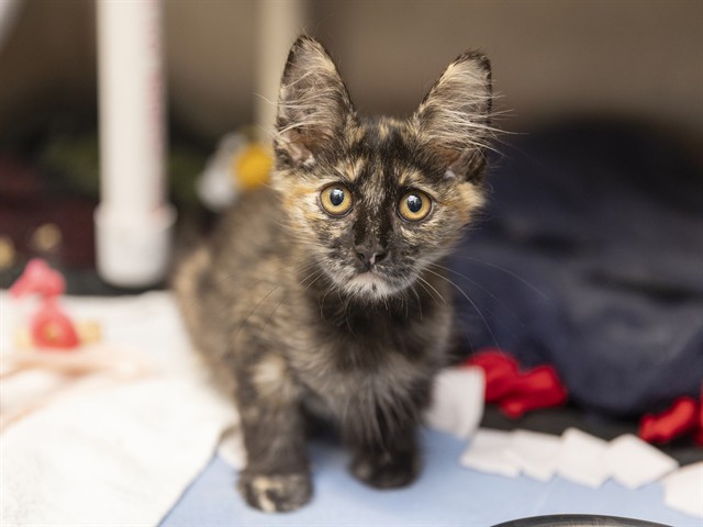 Shelter Stray Female Cat last seen BROADWAT RD/48TH ST, 5501 E Van Buren St, Phoenix, AZ 85008, USA