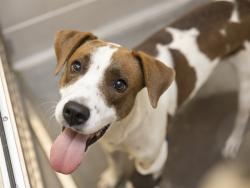 Shelter Stray Male Dog last seen TEMPE, 5501 E Van Buren St, Phoenix, AZ 85008, USA