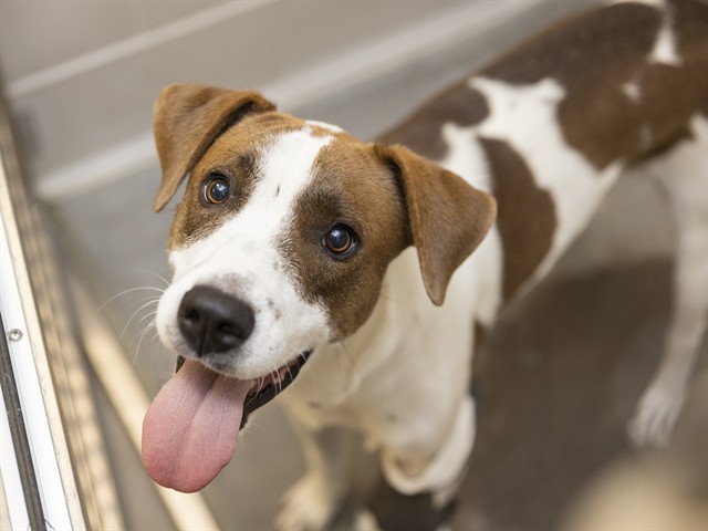 Shelter Stray Male Dog last seen TEMPE, 5501 E Van Buren St, Phoenix, AZ 85008, USA