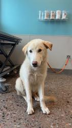 Shelter Stray Male Dog last seen UNKNOWN, 5501 E Van Buren St, Phoenix, AZ 85008, USA