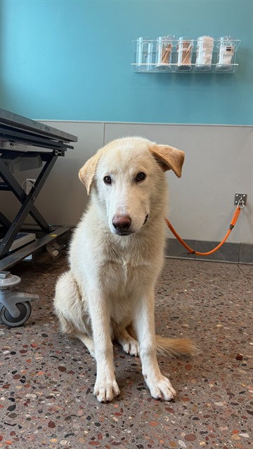 Shelter Stray Male Dog last seen UNKNOWN, 5501 E Van Buren St, Phoenix, AZ 85008, USA