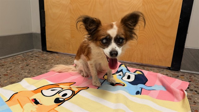 Shelter Stray Female Dog last seen 24TH ST AND BROADWAY RD, 5501 E Van Buren St, Phoenix, AZ 85008, USA