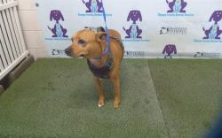 Shelter Stray Male Dog last seen , 2769 Conroy Rd, Orlando, FL 32839, USA