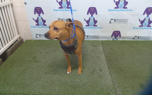 Shelter Stray Male Dog last seen , 2769 Conroy Rd, Orlando, FL 32839, USA
