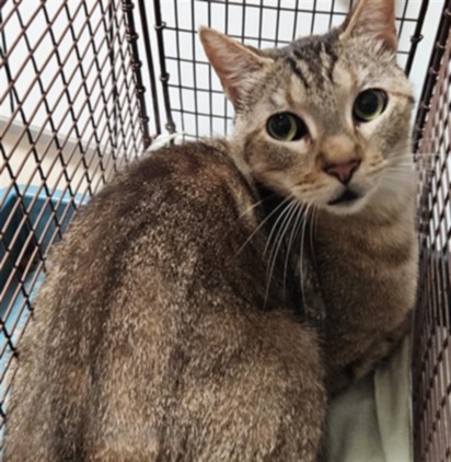 Shelter Stray Male Cat last seen , 3201 Lacy St, Los Angeles, CA 90031, USA