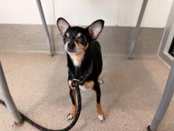 Shelter Stray Female Dog last seen SOSSAMAN RD AND BROADWAY RD, 1920 S Lewis, Mesa, AZ 85210, USA