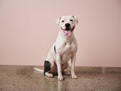 Shelter Stray Female Dog last seen VICINITY OF: 18351 SW 204 ST, 3599 NW 79th Ave, Doral, FL 33122, USA