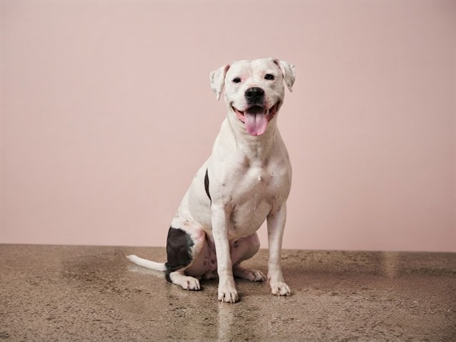 Shelter Stray Female Dog last seen VICINITY OF: 18351 SW 204 ST, 3599 NW 79th Ave, Doral, FL 33122, USA